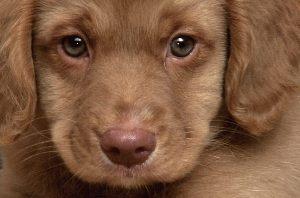 le regard du chien