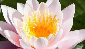 nénuphar