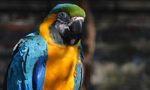photos d'oiseaux