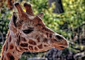 safari photo en Afrique