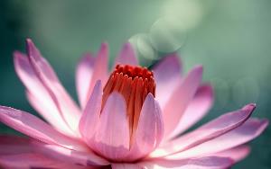 collection de fleurs