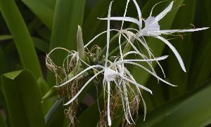 fleurs exotiques