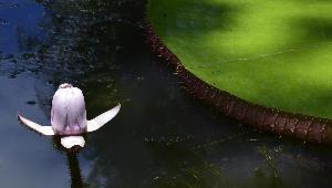 nénuphar géant