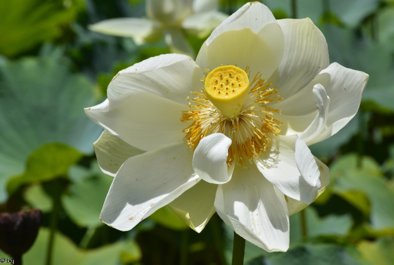 fleur de Lotus