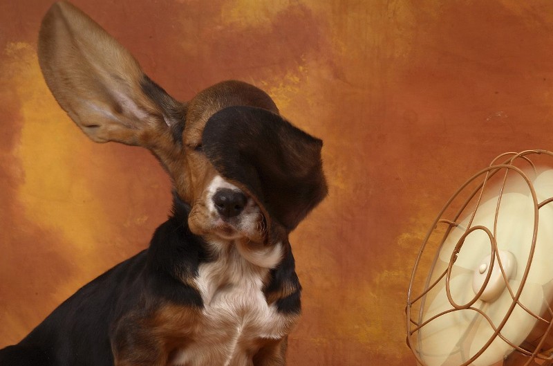 un chien qui se rafraîchit