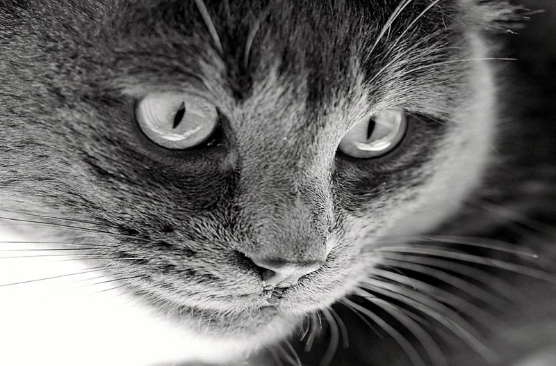 le chat