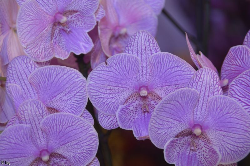orchidées