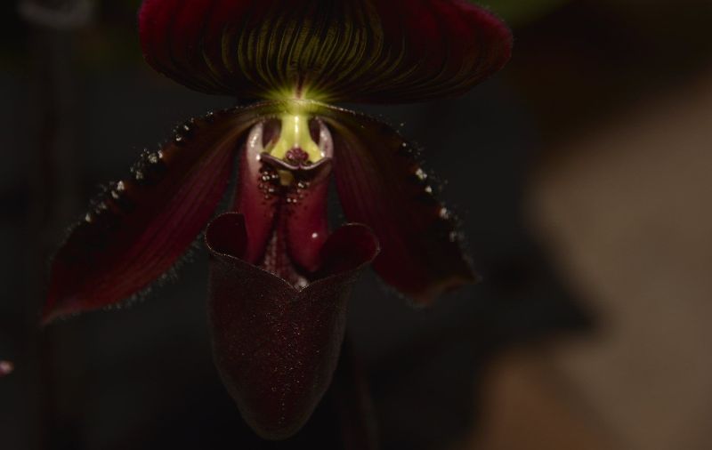 paphiopodilum