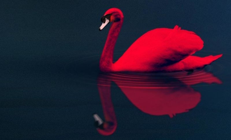 cygne rouge
