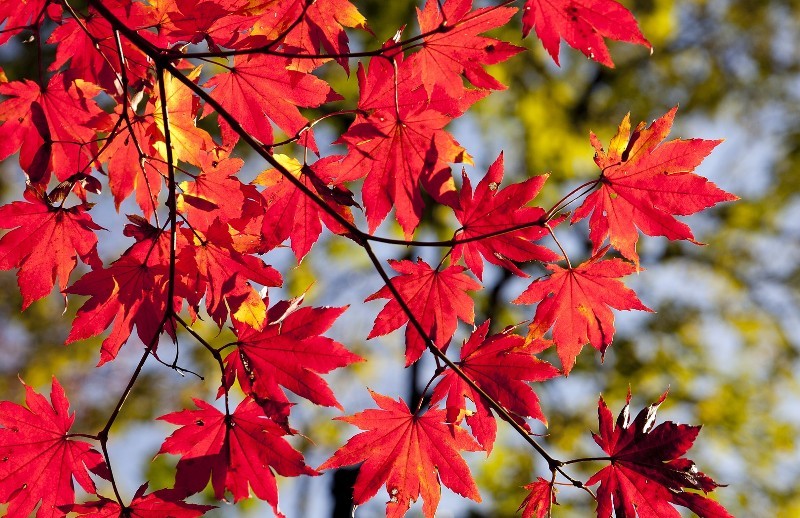 feuilles d'automne