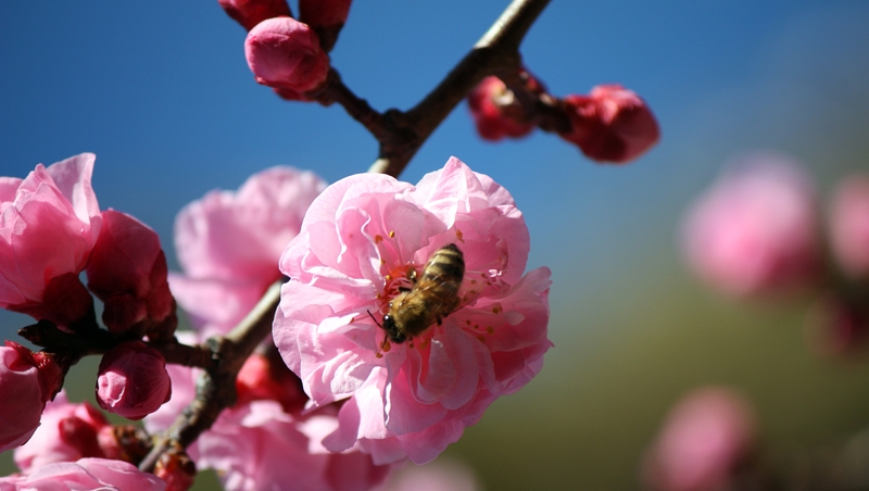 fleur en HD