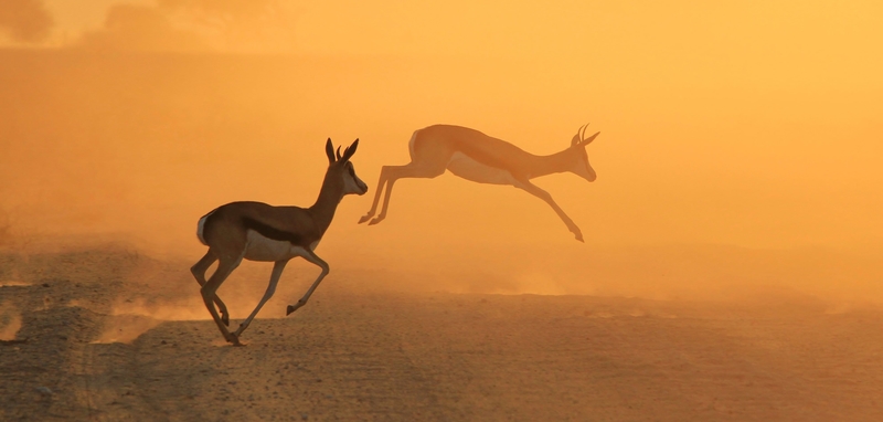antilope