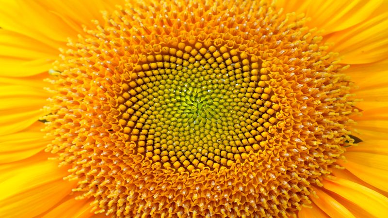 tournesol