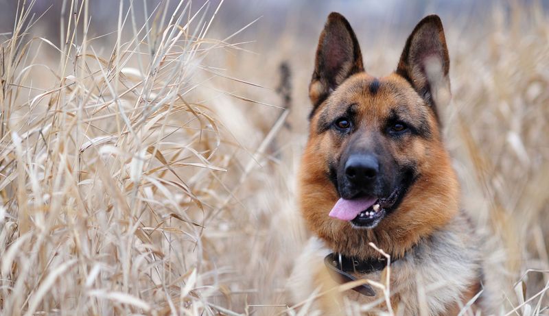 chien