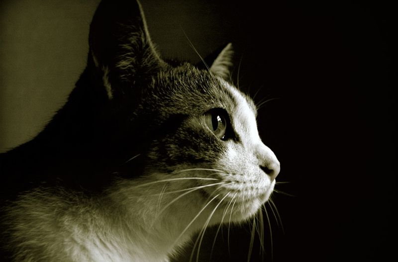 chat