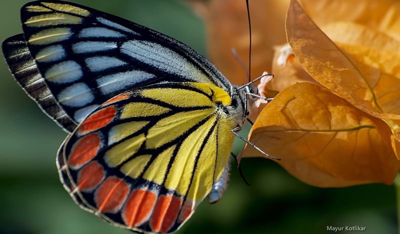 papillon
