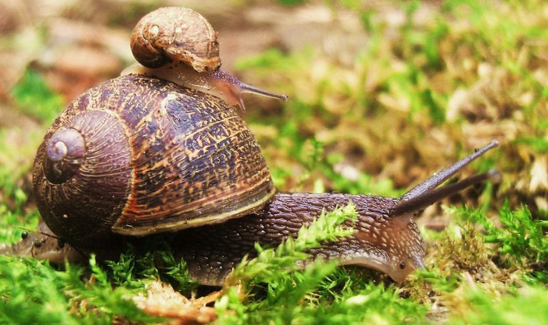 escargots