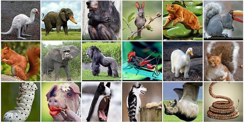 animaux croisés
