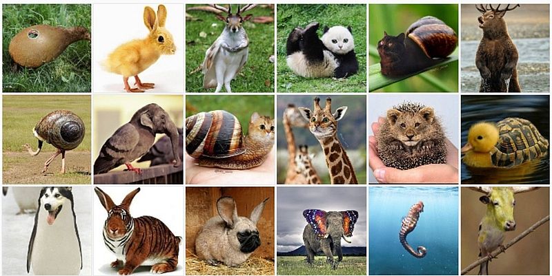 animaux hybrides