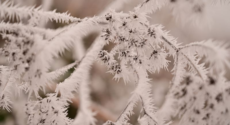givre sur les arbres