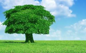 arbres