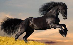 cheval noir