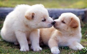 couple de chiots