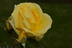 photo de fleurs