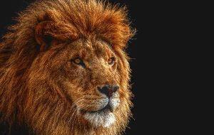 roi des animaux