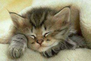 fonds d'écran animaux : chats et chatons