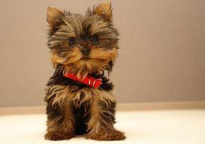 fond d'écran animaux: chiens et chiots
