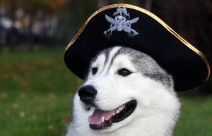 le roi des chiens