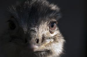Le monde des oiseaux