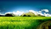 verdure, fond d'écran, belle image