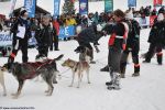 les chiens, fonds d'écran, sports de glisse