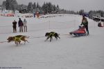 attelage, fonds d'écran, sports de glisse