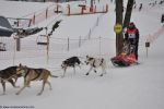 musher et ses chiens, fonds d'écran, sports de glisse