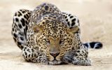 panthère, grands fauves et animaux sauvages,fonds d&amp;#039;écran, haute résolution et HD
