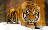 tigre, grands fauves et animaux sauvages,fonds d&amp;#039;écran, haute résolution et HD