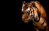 tigre, grands fauves et animaux sauvages,fonds d&amp;#039;écran, haute résolution et HD