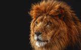 lio, , grands fauves et animaux sauvages,fonds d&amp;#039;écran, haute résolution et HD