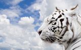 tigre blanc, grands fauves et animaux sauvages,fonds d&amp;#039;écran, haute résolution et HD