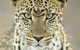 panthère, grands fauves et animaux sauvages,fonds d&amp;#039;écran, haute résolution