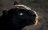 panthère noire, grands fauves et animaux sauvages,fonds d&amp;#039;écran, haute résolution et HD