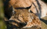 lynx, grands fauves et animaux sauvages,fonds d&amp;#039;écran, haute résolution et HD