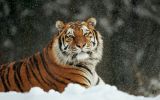 tigre et neige, grands fauves et animaux sauvages,fonds d&amp;#039;écran, haute résolution et HD