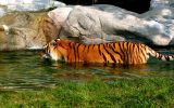 tigre dans l&amp;#039;eau, grands fauves et animaux sauvages,fonds d&amp;#039;écran, haute résolution et HD