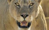 panthère, grands fauves et animaux sauvages,fonds d&amp;#039;écran, haute résolution et HD
