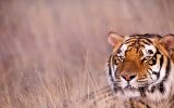 tête de tigre, grands fauves et animaux sauvages,fonds d&amp;#039;écran, haute résolution et HD