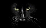 yeux noirs, panthère, grands fauves et animaux sauvages,fonds d&amp;#039;écran